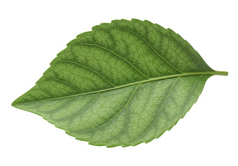 Isolated Close-up of Green Leaf Texture