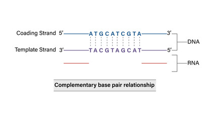 Complementary Base Pairing in DNA Vector Illustration Adenine Thymine Guanine Cytosine Hydrogen Bonding Antiparallel Strands EPS Format White Background

