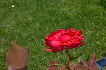 Red Rose in Bloom with Green Grass Background
