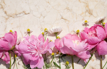 Elegant floral border of pink peonies and white daisies laid across a marble background. Copy space, top view