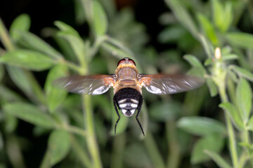 Ligyra satyrus - motion blur wings on hover fly above green leaves