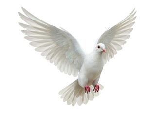 Obraz premium Isolated Flying White Dove with Wings Spread