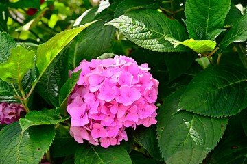 Vibrant pink hydrangea bloom in a garden.