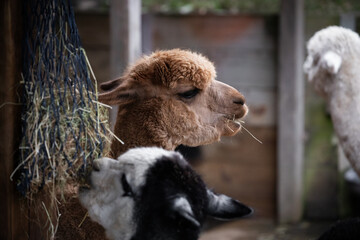 face alpaca lama cute fence farm