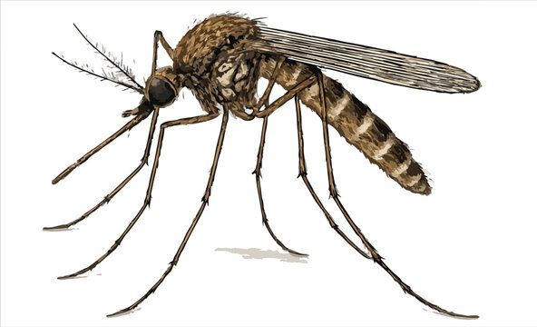 Culex quinquefasciatus