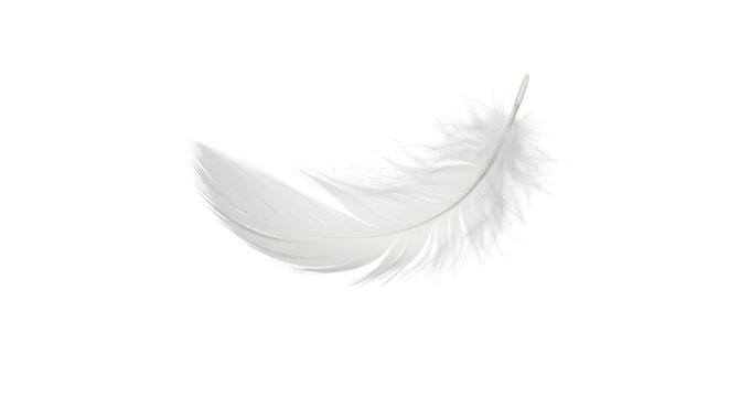 Fototapeta  A soft white feather with fine details and light shadow, floating mid-air, isolated on white background.