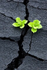 Resilient Green Plant Emerging Through Cracked Dark Soil Surface