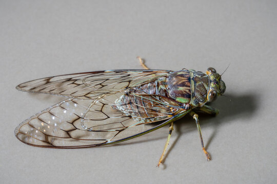 Closeup view of asian tropical cicada pomponia linearis isolated on light background