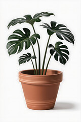 Obraz premium A lush monstera plant in a terracotta pot. 