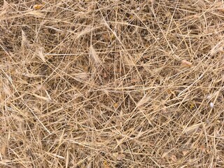texture of hay. dry mown grass