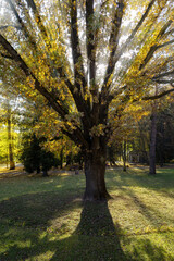 autumn trees in the park