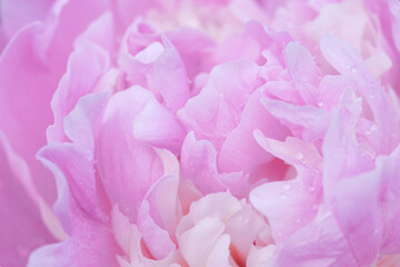Fototapeta premium Macro photo of pale pink peony petals with soft lighting and texture. Full frame.