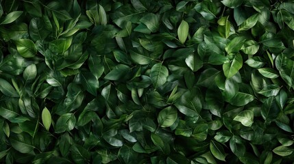 Fototapeta premium A vibrant and lush arrangement of green leaves provides a refreshing natural backdrop, symbolizing growth, tranquility, and the beauty of the natural world around us.