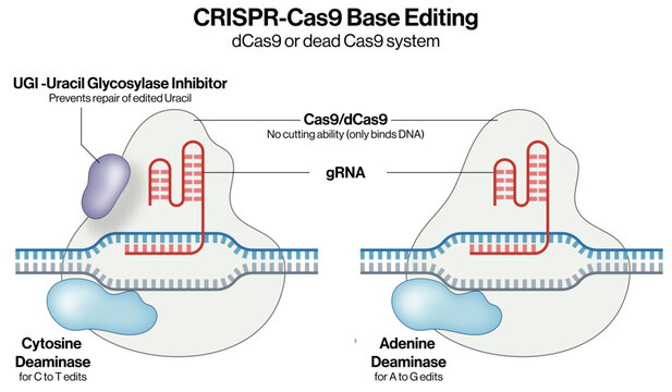 CRISPR Cas9 Base Editing Vector Illustration with gRNA Cytosine Deaminase Adenine Deaminase and UGi Precision Genome Engineering EPS Format White Background

