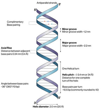 DNA Double Helix Structure Vector Illustration Base Pairing Antiparallel Strands Sugar Phosphate Backbone Molecular Biology EPS Format White Background

