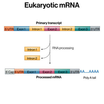 Eukaryotic mRNA Processing Vector Illustration From Primary Transcript to Mature mRNA With 5 Prime Capping Splicing Poly A Tail EPS Format White Background