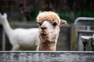face alpaca lama cute fence farm