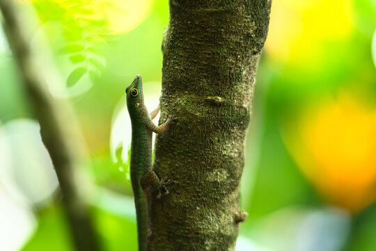 Seychelles endemic green gecko on tree trank, Mahe Seychelles