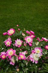 Obraz premium Pink and White Peony Flowers in Bloom with Green Grass Background 