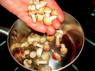 Chef adding honey mushrooms in a pan with hot oil
