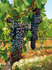 Bunches of ripe red grapes hanging from vine in vineyard
