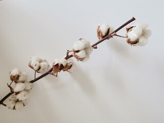 Cotton branch isolated on white background with a copy space