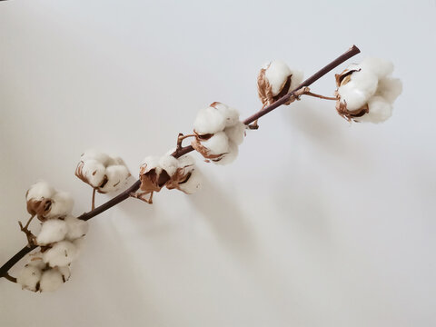 Cotton branch isolated on white background with a copy space