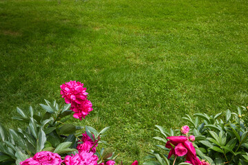 Red Peony Flowers in Bloom with Lush Green Foliage
