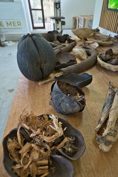 Speciments of cooc de mer parts at the coco de mer collection factory at the craft village, Mahe, Seychelles