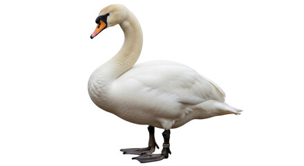 Isolated White Swan on White Background