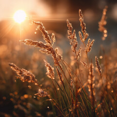 Fototapeta premium Warm Sunlight Shining Through Field of Golden Grass at Sunset