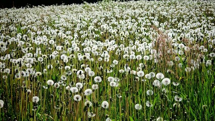 Photo of a field full of white dandelions with seed heads in bright sunlight