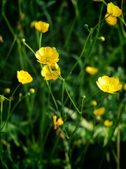 Close up of buttercup flowers with yellow petals growing in green grass under sunlight