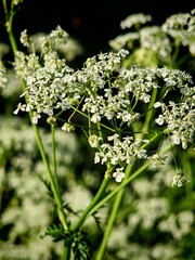 Close-up of delicate white wildflowers of cow parsley with small petals on dark green background