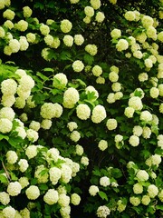 Photo of blooming Viburnum Roseum in medium shot