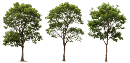 Set of green trees on a transparent background. Concept of plants for design.