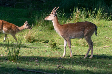 Damwild am Morgen