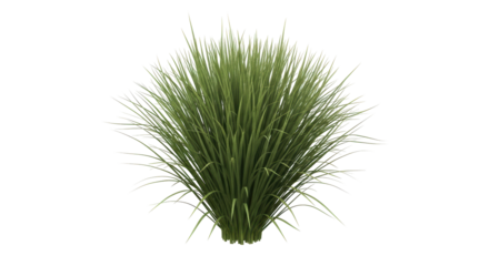 Isolated Bush of Green Grass