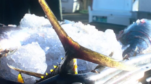 Tunas on ice, fishing in Point Pleasant, NJ