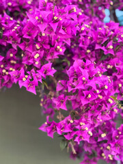 Fototapeta premium Vibrant bougainvillea flowers blooming. Typical southern landscape 