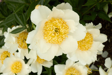 White Peony Flowers with Yellow Centers in Summer Garden
