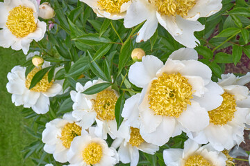 White Peony Flowers with Yellow Centers in Summer Garden
