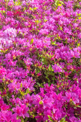 Obraz premium ピンクの花