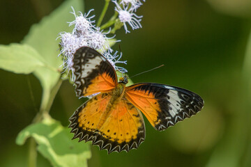 Cethosia cyane or leopard lacewing, a heliconiine butterfly in Karimganj, Assam