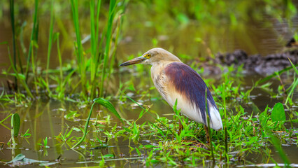 Indian pond heron in the paddy, close-up photo.