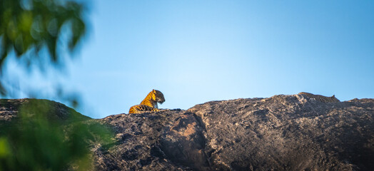 Sri Lankan leopard rests atop a sunlit rocky outcrop in Yala National Park. The predator gazes calmly across the terrain