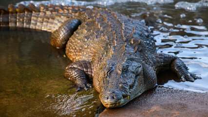Large Mugger crocodile rests at the edge of a shallow water body in Yala National Park, Sri Lanka....