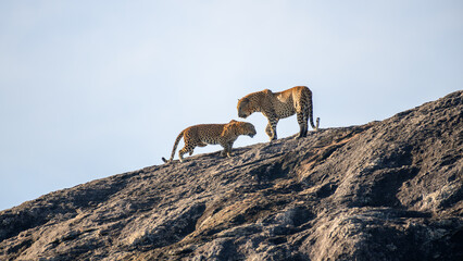 A pair of Sri Lankan leopards engage in a dramatic interaction atop a sunlit rock in Yala National Park. Raw and powerful moment of wildlife behavior