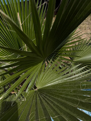 Close-up of tropical palm leaves in sunlight, Turkey.Detailed view of bright green palm leaves in...