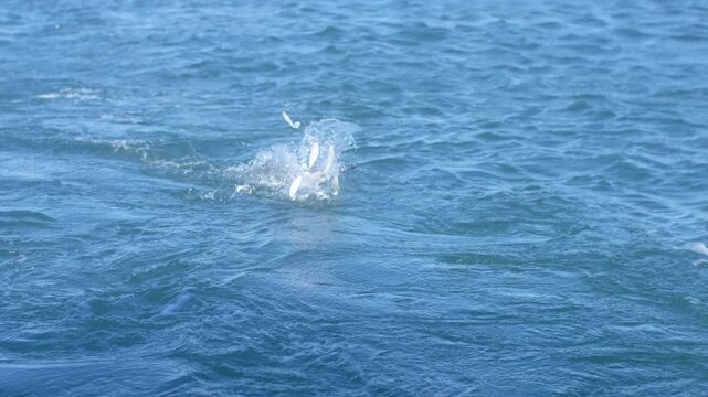 Bait in water, fishing for striper fish